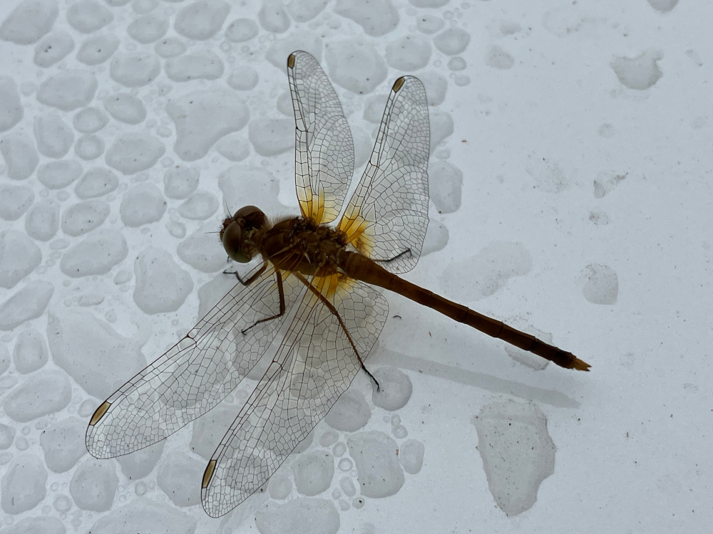 250904 - yellow-legged meadowhawk Sympetrum vicinum
