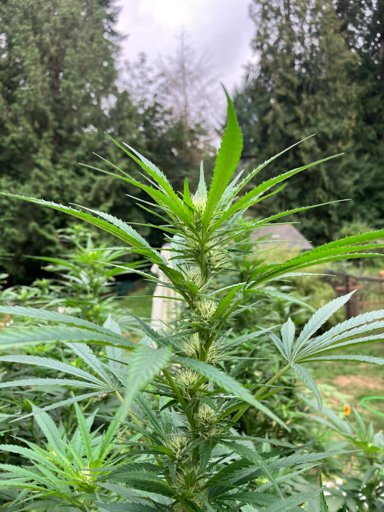 250906 cannabis flowers