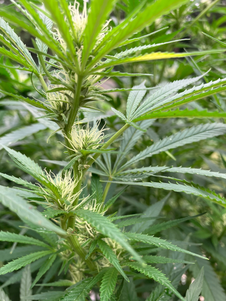 250906 cannabis flowers