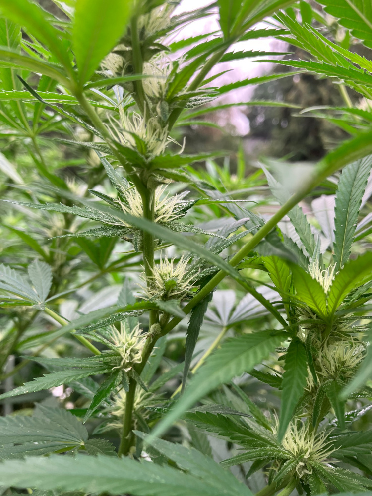 250906 cannabis flowers