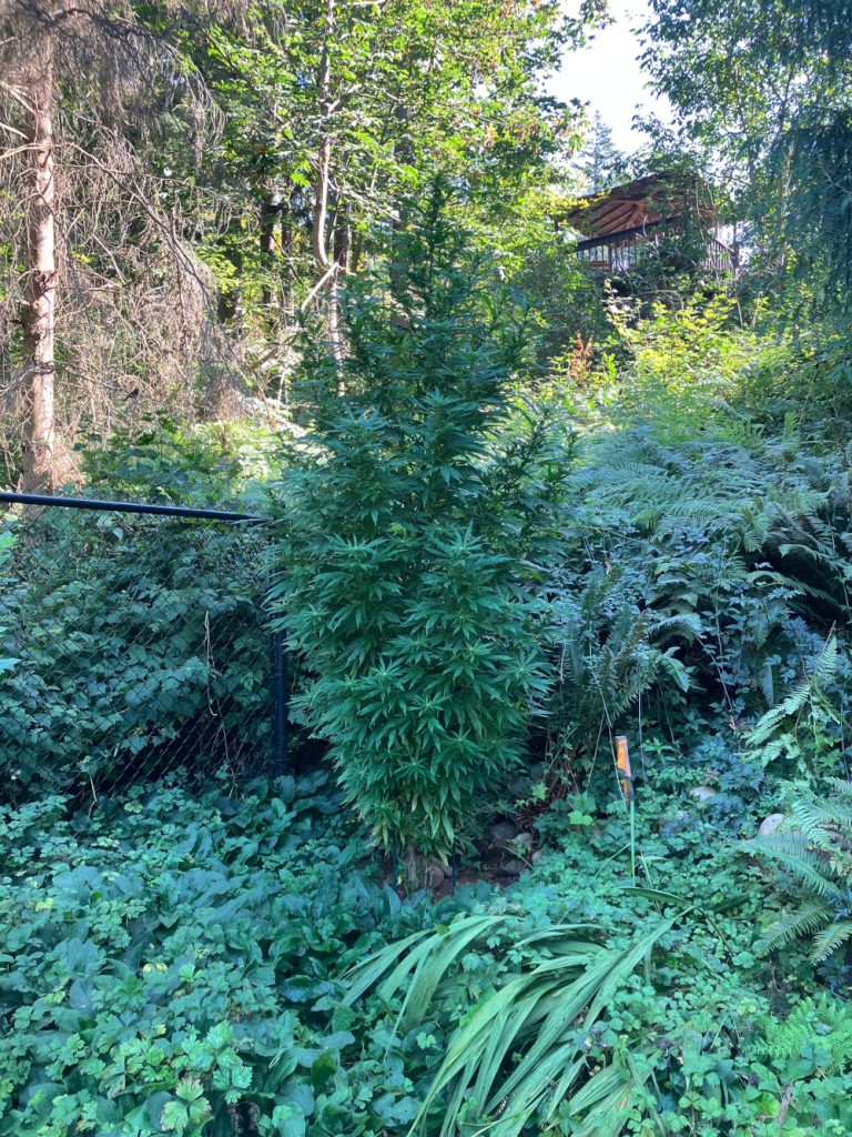 250924 -- a ten-foot-tall cannabis plant