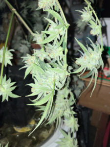 251101 space queen buds