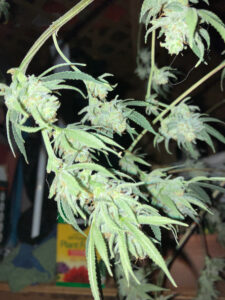 251101 space queen buds